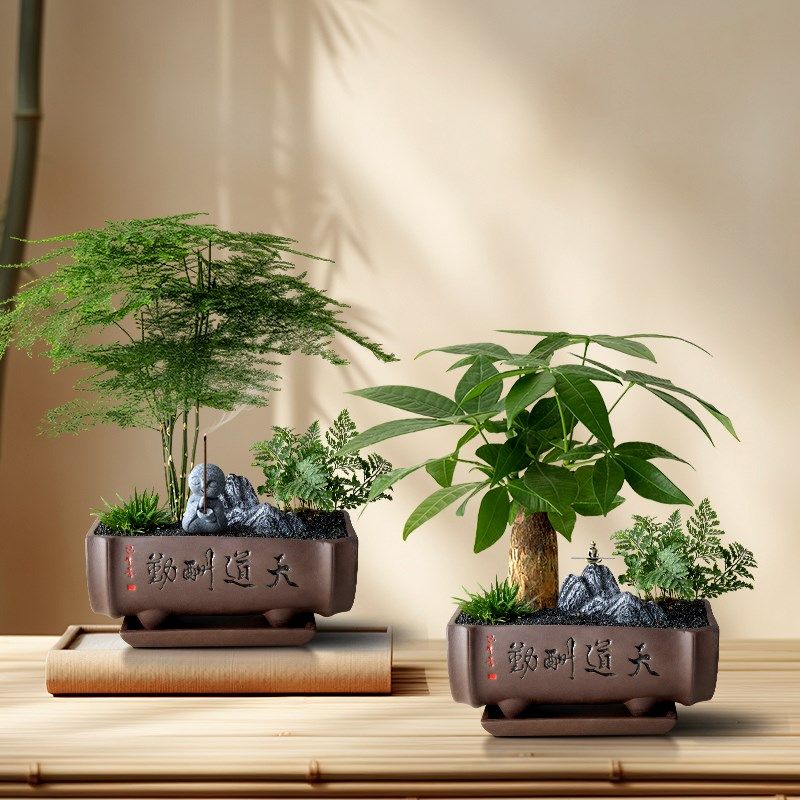 发财树盆栽花卉玄关绿植办公室文竹盆景室内植物桌面禄植客厅旺宅