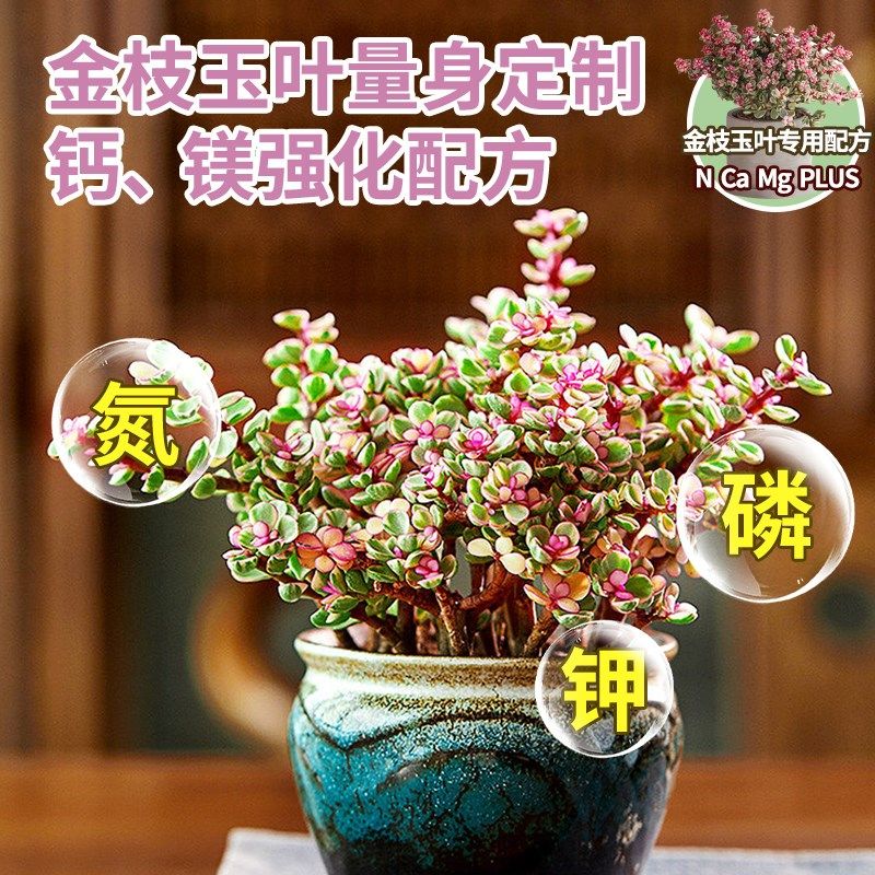 金枝玉叶营养液免稀释花肥出锦金枝玉叶专用肥盆栽雅乐之舞肥料,鲜花速递/花卉仿真/绿植园艺,家庭园艺肥料,淘宝优惠券,粉丝福利购,淘宝优惠卷