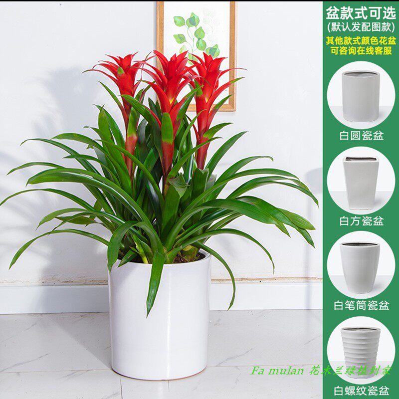 鸿运当头凤梨花盆栽客厅室内植物办公室红星年宵花卉植物深圳直送