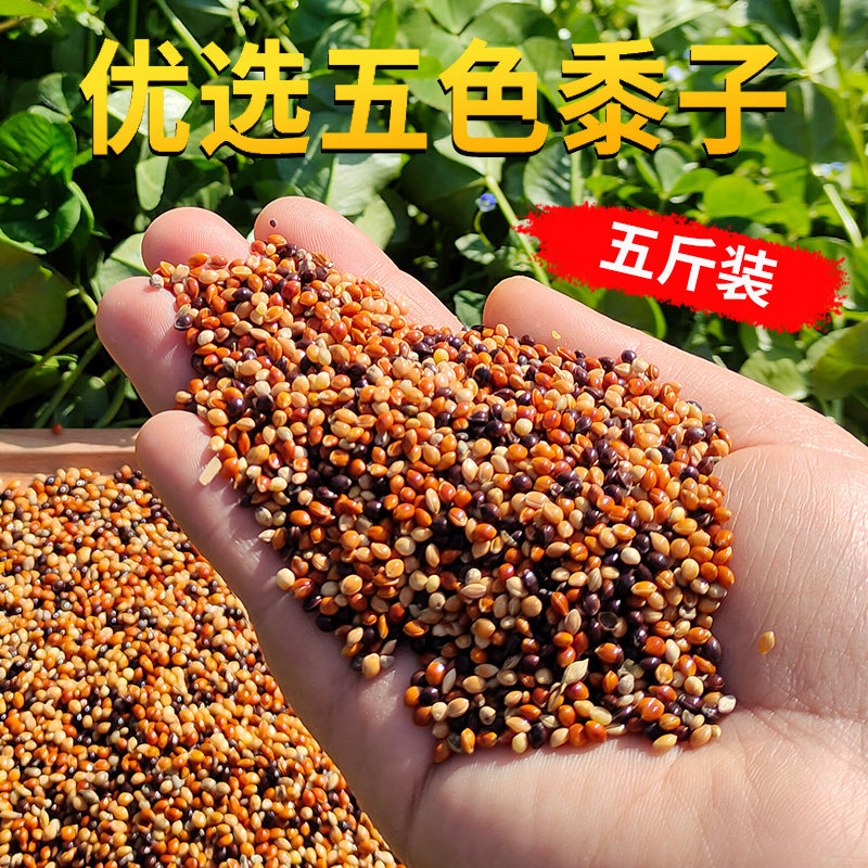 五色混合黍子红白青黑黄黍子中小型鹦鹉粮混合鸟食鸟粮包邮5斤装
