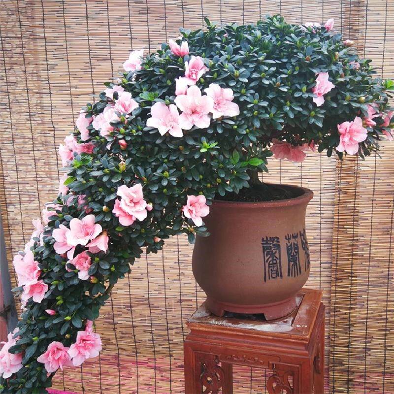 迎客松造型长70公分杜鹃花盆栽悬崖杜鹃四季常青植物年宵花好养