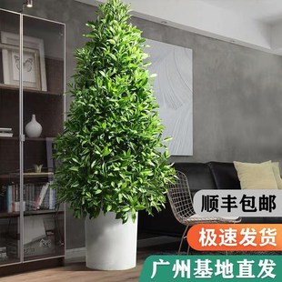 非洲茉莉盆栽树苗室内客厅落地式绿植室内大盆栽真花植物净化空气