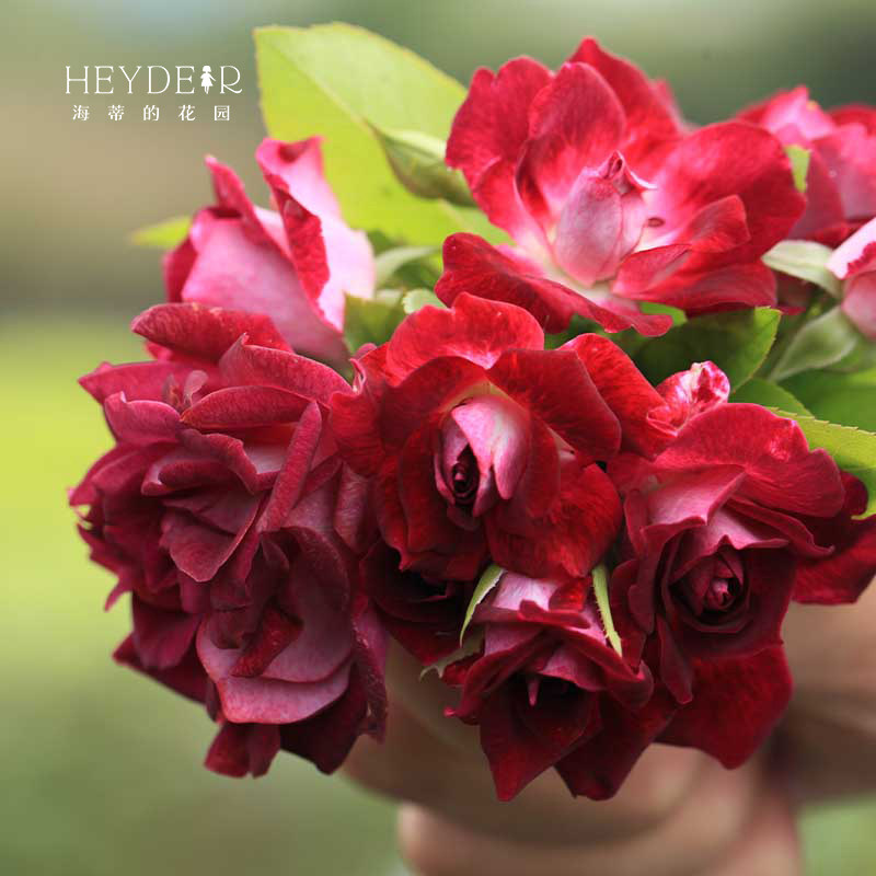 海蒂的花园葡萄冰山灌木月季可做藤本四季好养开花植物花卉盆栽苗,鲜花速递/花卉仿真/绿植园艺,月季/蔷薇/玫瑰,淘宝优惠券,粉丝福利购,淘宝优惠卷