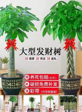 2025新款发财树客厅大盆栽办公室开业送礼搬新家乔迁大型室内绿植