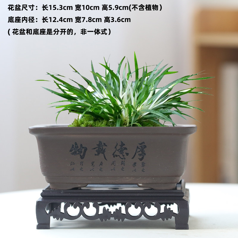 文竹小榕树紫砂盆景盆陶瓷菖蒲蝴蝶兰吊兰花小叶紫檀盆栽多肉花盆,鲜花速递/花卉仿真/绿植园艺,花盆,淘宝优惠券,粉丝福利购,淘宝优惠卷