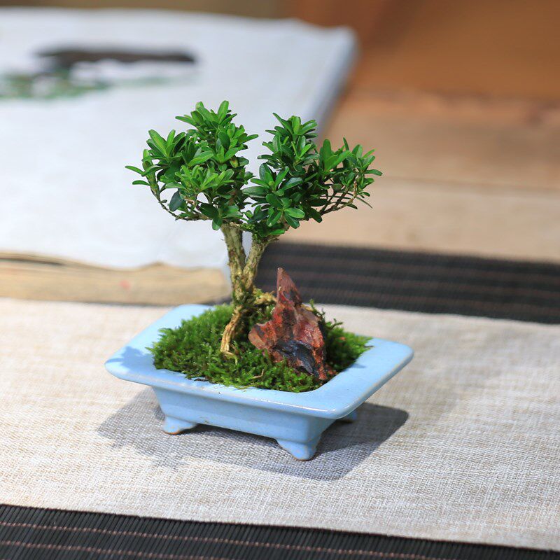 黄杨盆栽迷你小造型创意盆景茶室桌面观叶绿植好养耐旱植物办公室