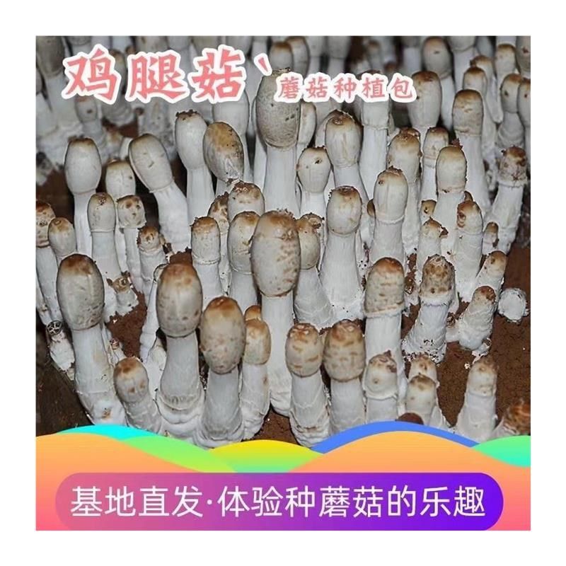 鸡腿菇菌种菌包菌棒蘑菇种植包室内外观赏盆栽蘑菇菌包可食用菌菇,鲜花速递/花卉仿真/绿植园艺,家庭园艺肥料,淘宝优惠券,粉丝福利购,淘宝优惠卷