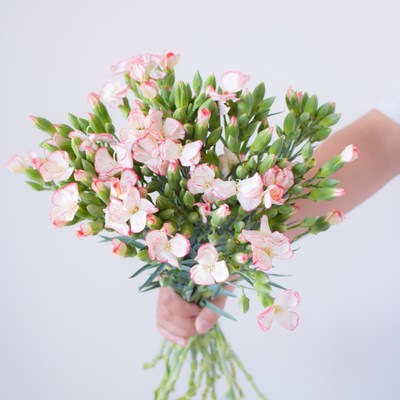鲜切蜜桃蝴蝶康乃馨鲜花云南直发室内水培新鲜客厅插花鲜切花花束