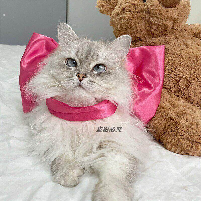 玛丽猫蝴蝶结宠物领结猫咪围脖项链装饰宠物狗项圈布偶猫德文可爱