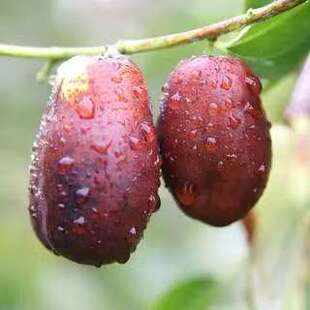 宁夏灵武长枣新鲜水果当季现摘整箱装