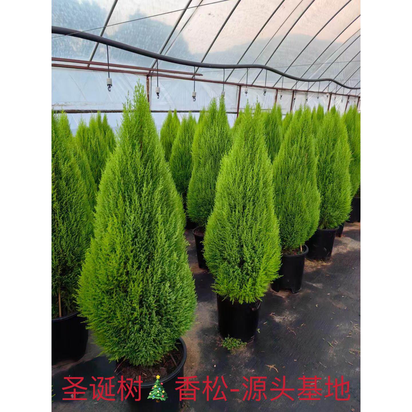 耶诞树香味小香松金冠柏盆栽高档绿植物客厅阳台庭院耐热耐寒基地