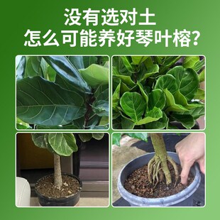 琴叶榕营养土大叶榕花土疏松透气泥土专用土壤肥料种植土高山榕