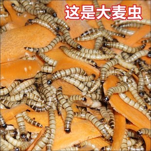 大麦虫活虫黄粉虫面包虫金银红龙观赏鱼饲料乌龟刺猬画眉鸟食包邮