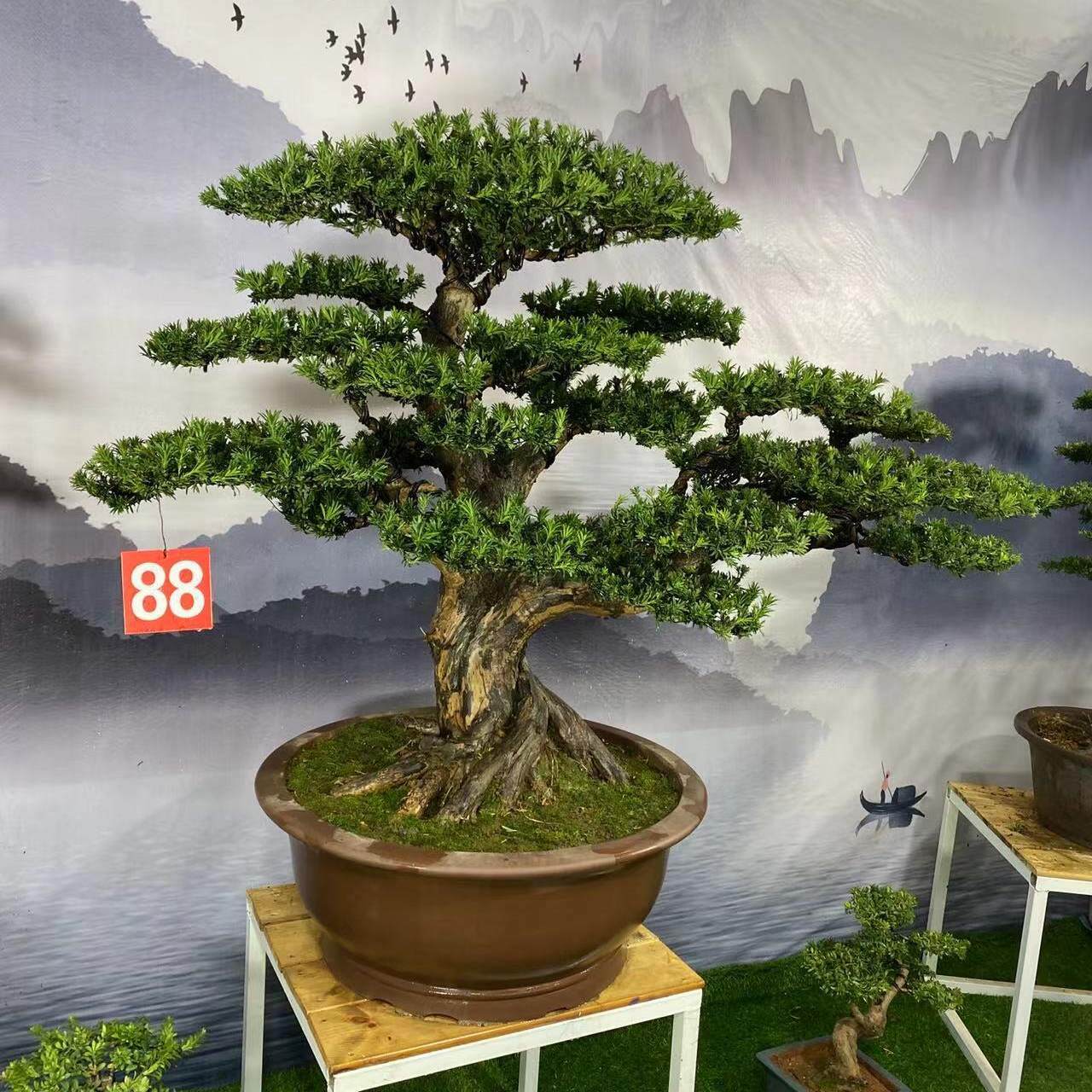 罗汉松盆景造型树地栽盆栽都可以四季常青别墅庭院植物红芽米叶
