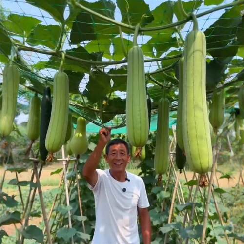 爬藤网植物攀爬网豆角黄瓜丝瓜加粗网格种植网百香果葡萄搭架网格