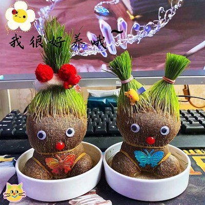 长草头娃娃头上长草人小盆栽种植物公仔猫草浇水长头发迷你绿植