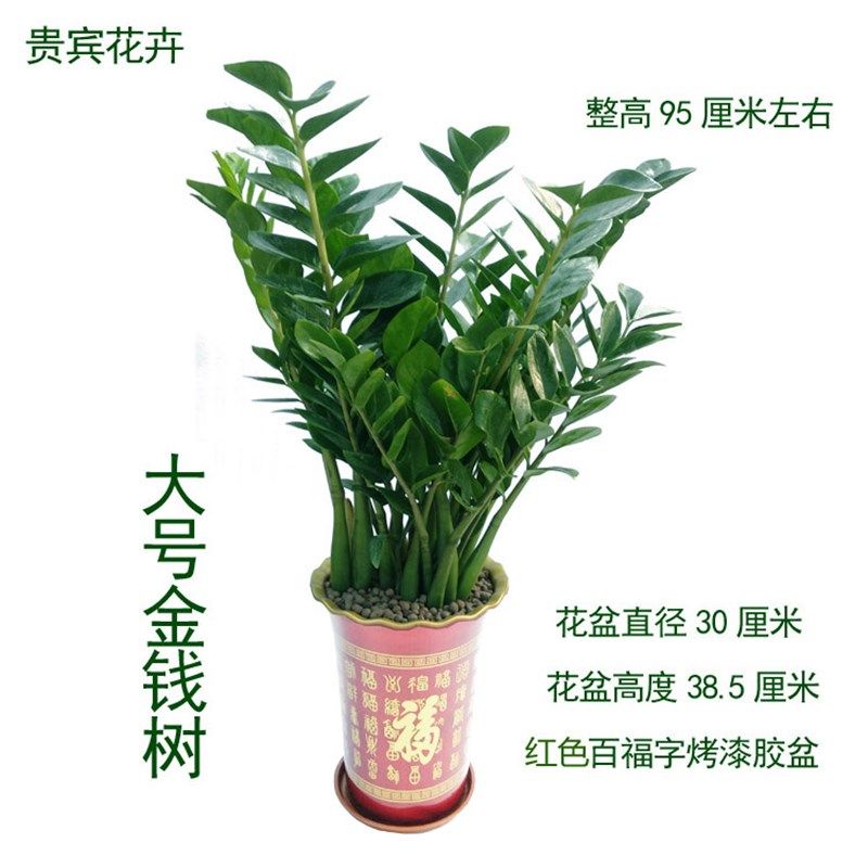 大金钱树室内客厅办公室大绿植盆栽盆景吸甲醛观叶招财植物摇钱树