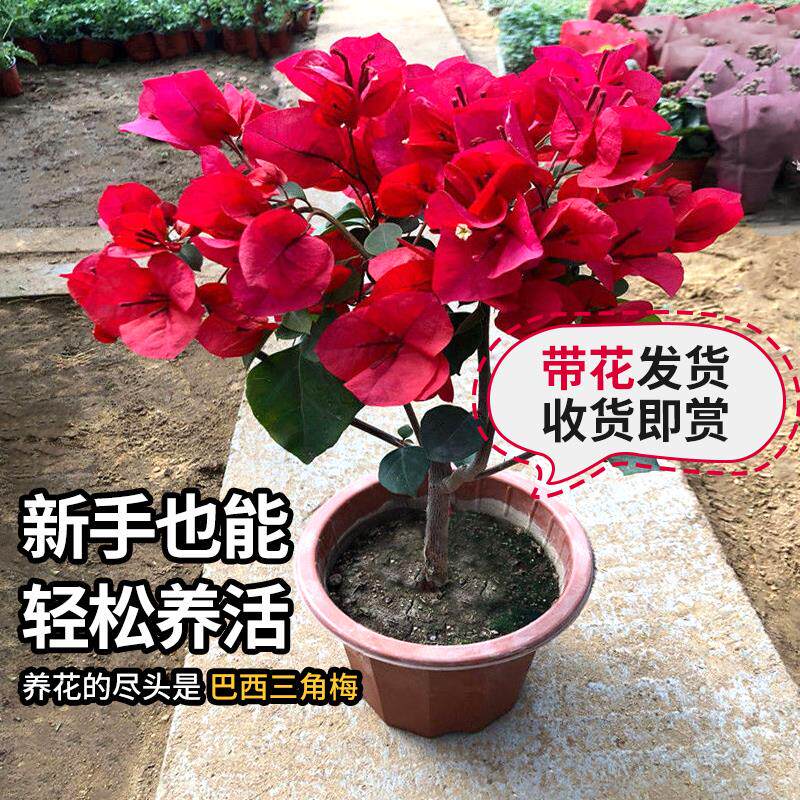 巴西三角梅爬藤四季大苗带花苞发货重瓣盆栽庭院花卉植物开花易活