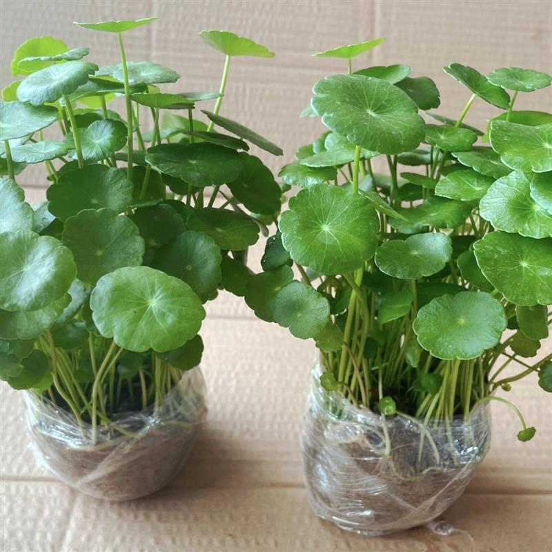 铜钱草金钱草水培植物办公室桌面水养绿植室内四季常青花卉盆栽