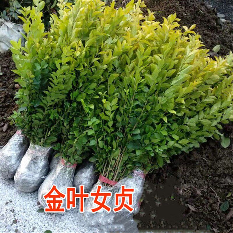 金叶女贞苗森苗小叶女贞苗庭院绿篱篱笆绿化色块苗四季长青工程苗