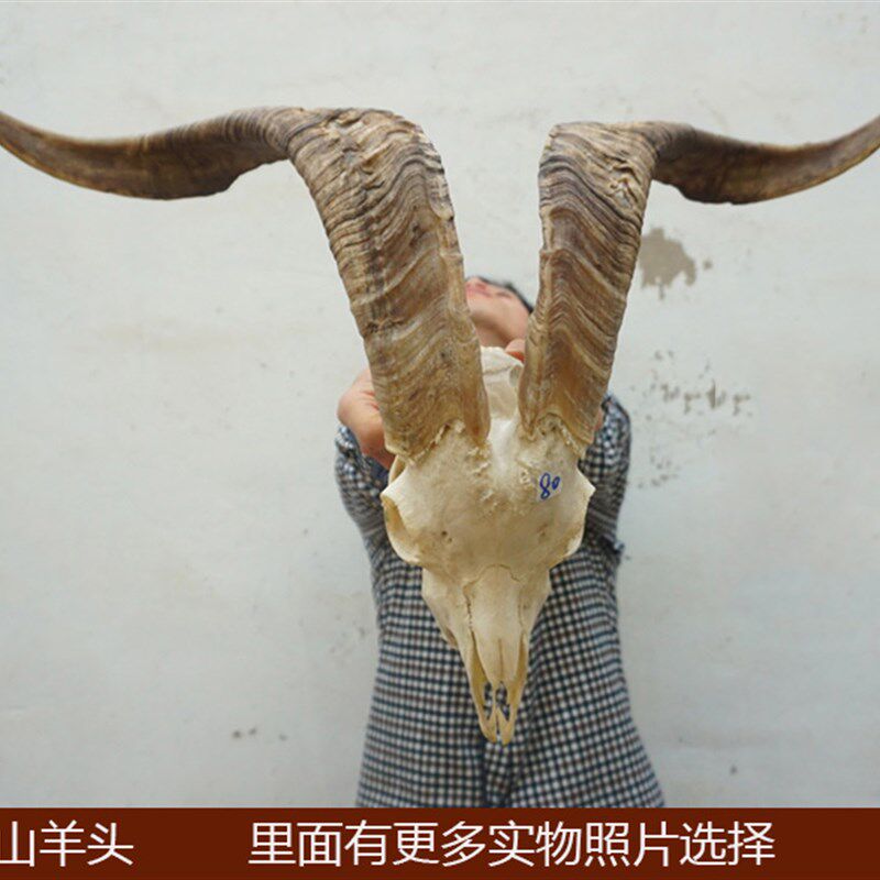 真山羊头 藏区真羊头骨 牦牛头骨工艺品 羊头装饰品 西藏羊头牛头