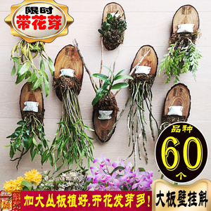 临安斛苑 壁挂石斛兰品种荟萃 带品种标加大丛苗大板植好室内庭院