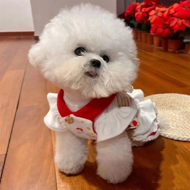 泰迪裙子小狗狗夏季衣服宠物小型幼犬比熊博美约克夏猫咪春夏薄款,宠物/宠物食品及用品,猫宠物服装/雨衣（新）,淘宝优惠券,粉丝福利购,淘宝优惠卷