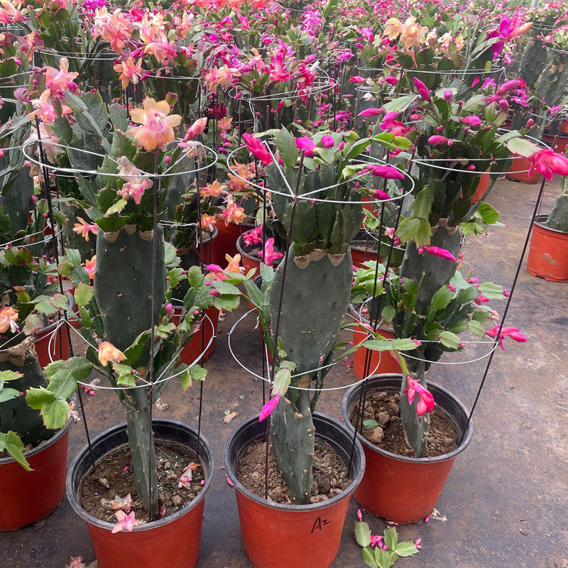 仙人掌嫁接蟹爪兰盆栽花卉多肉植物双层带根好养重瓣大盆室内阳台,鲜花速递/花卉仿真/绿植园艺,时令草本花卉,淘宝优惠券,粉丝福利购,淘宝优惠卷