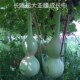 长嘴超大亚腰葫芦种小八宝天津嘴巨型莲花头亚腰阳台盆栽庭院子籽