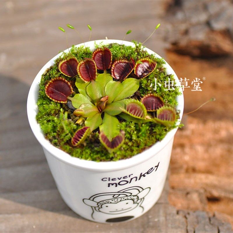 杯夹捕蝇草小虫草堂食虫植物盆栽食虫草食人花种孑猪笼草吃驱蚊草,鲜花速递/花卉仿真/绿植园艺,绿植,淘宝优惠券,粉丝福利购,淘宝优惠卷