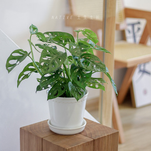 土生土长 仙洞龟背竹室内桌面网红藤蔓爬藤龟背绿植净化空气盆栽