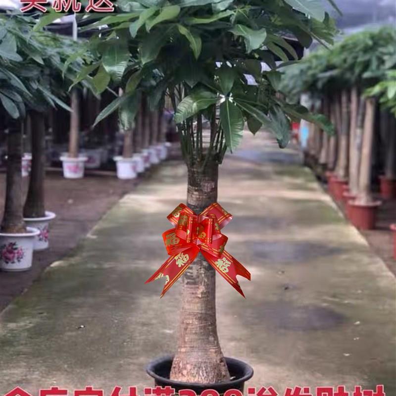 发财树辫子盆栽大型绿植吸甲醇客厅北欧净化空气室内办公阳台包邮