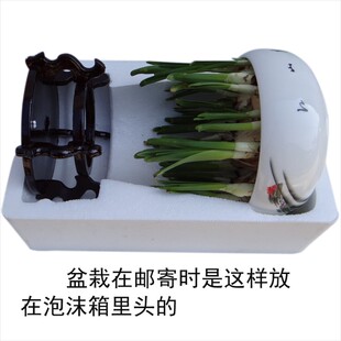 漳州水仙花盆栽礼盒装整盆种好养好带花苞 瓷盆带木底座加水待开