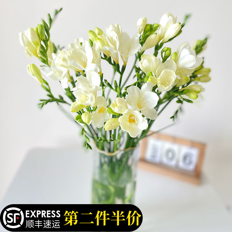 香雪兰鲜花云南新鲜花卉办公室插花绿植昆明云南基地直发水培小苍