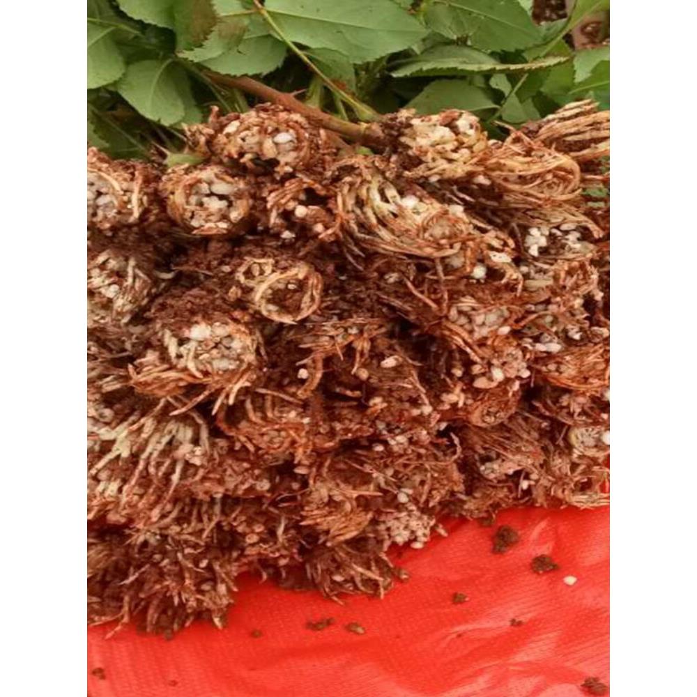 云南斗南戴安那滇红食用玫瑰花种苗月季苗裸根扦插苗开花后可插花