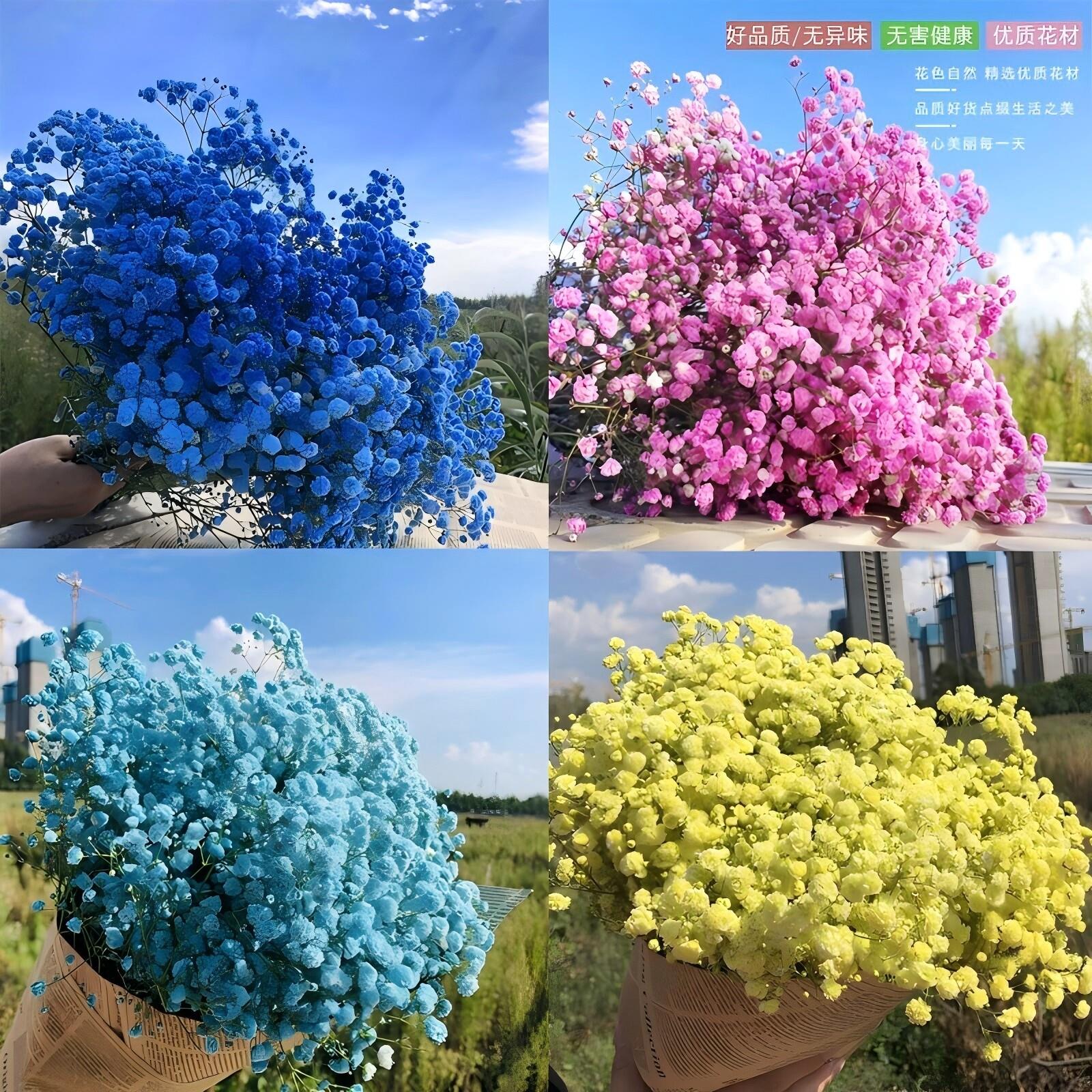 云南大束满天星干燥花花束长版含花瓶鲜花自然风干真花居家摆件装图片