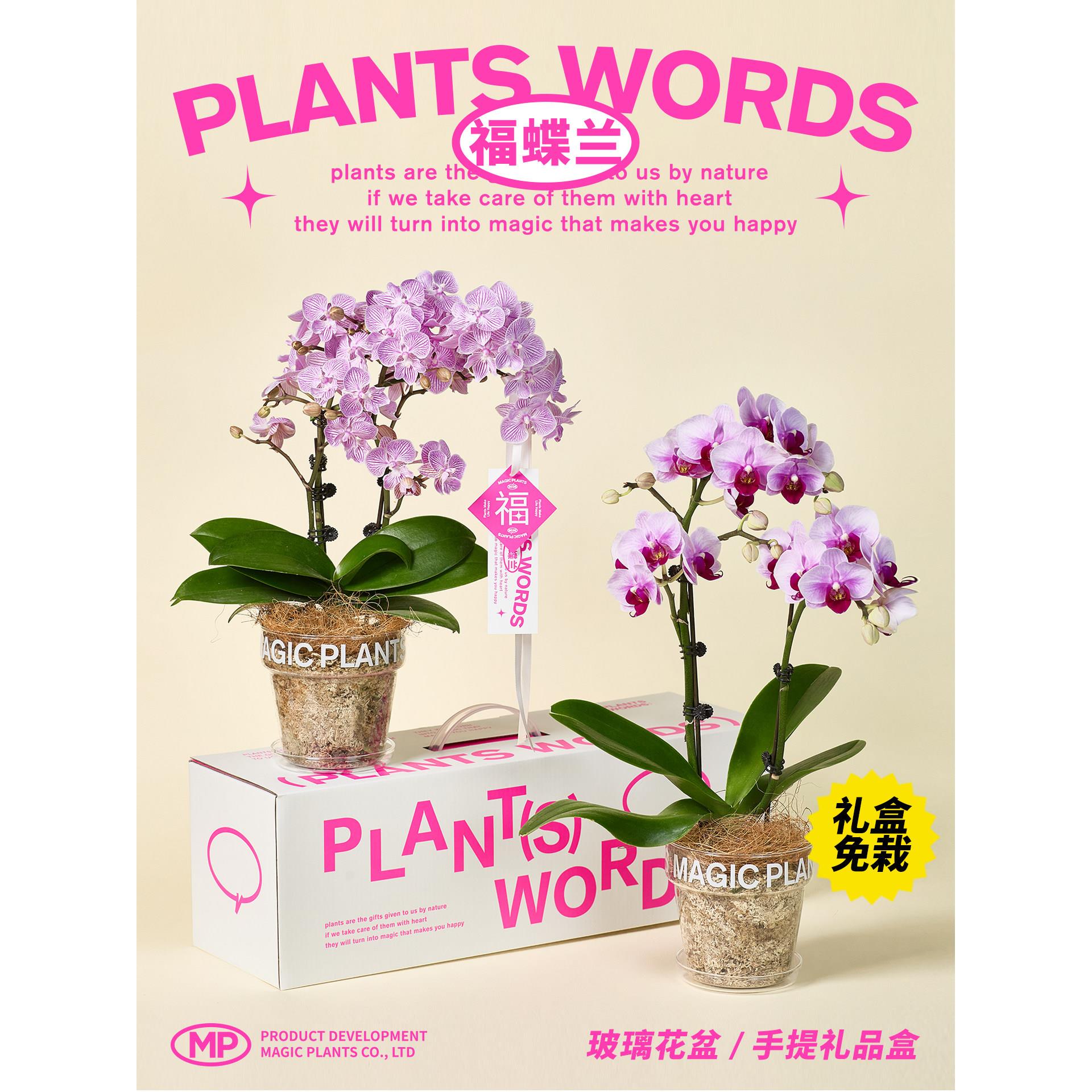 神奇植物蝴蝶兰盆栽带花苞花期长室内桌面乔迁送礼38女神节礼物