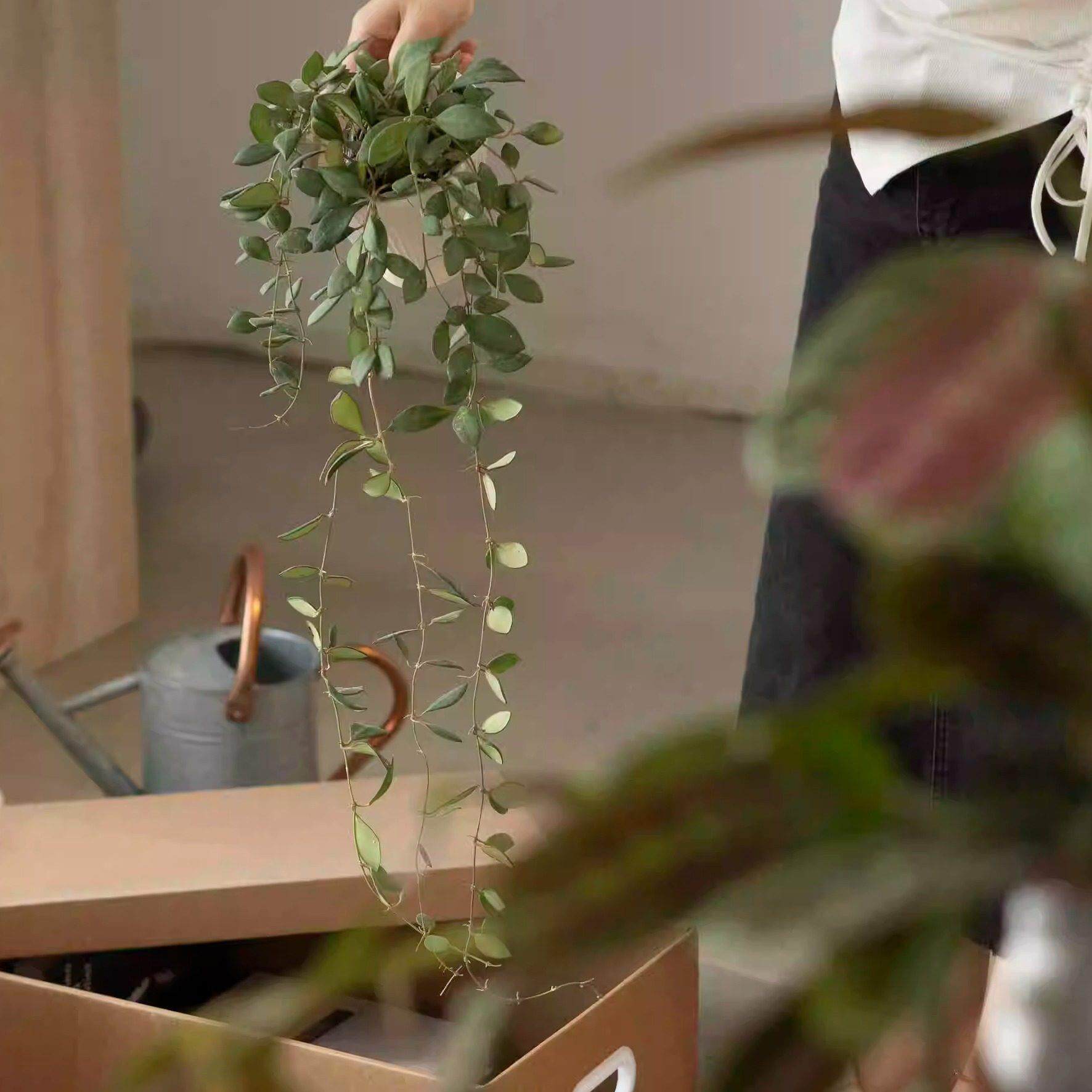 大地植物工作室钻石球兰花小众ins风格绿植盆栽开 花盆景垂吊花卉