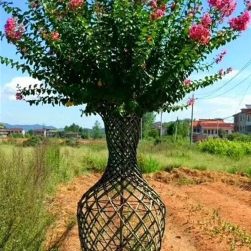 紫薇花瓶造型树海棠花瓶编织花瓶庭院大型高档风景树苗紫薇花瓶柱