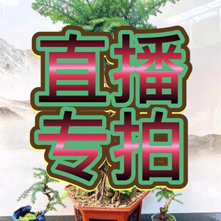 澳洲松盆景树桩大树大型别墅庭院澳洲杉造型名贵迎客松真树松树