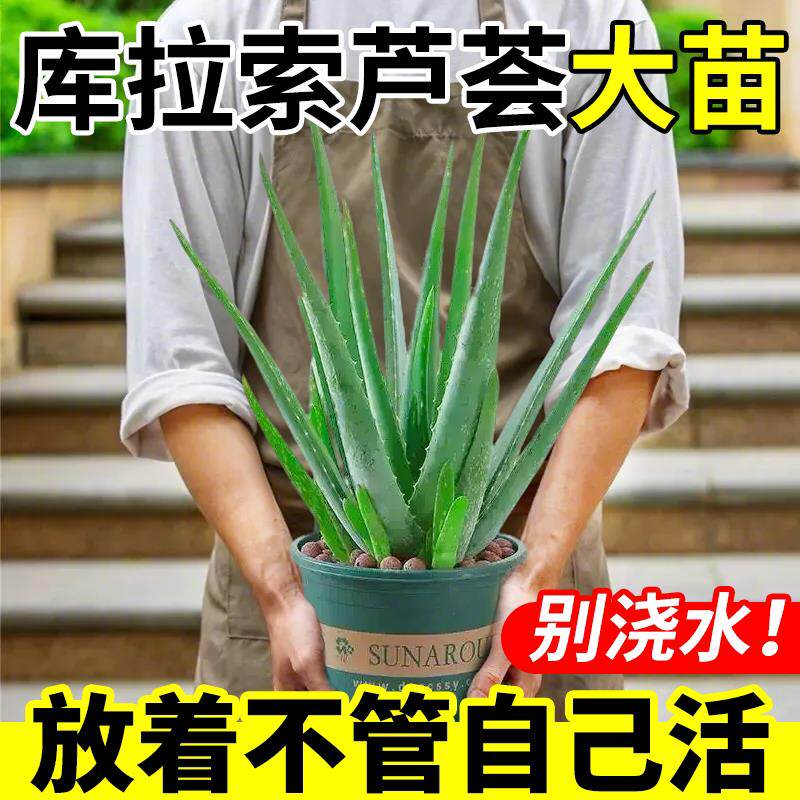 芦荟盆栽大盆库拉索可食用卢荟多肉禄植物美容室内绿植好养活四季