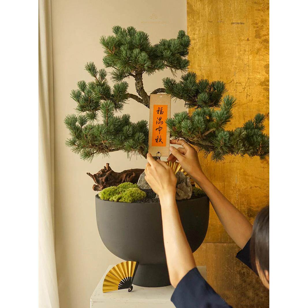 顺丰包邮五针松迎客松盆景真树造型办公室盆栽摆件送开业乔迁祝寿