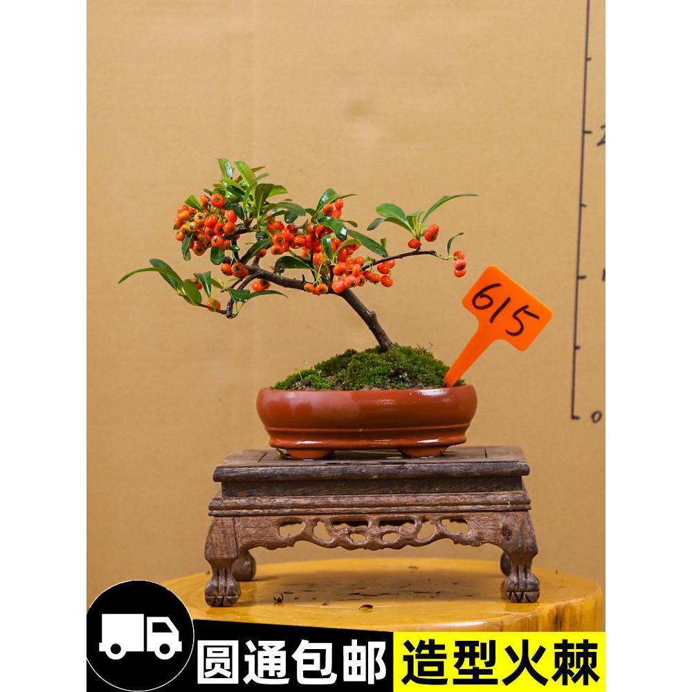 火棘吉祥果掌中宝观果盆景微型盆栽老桩小品造型茶台书桌一物一拍