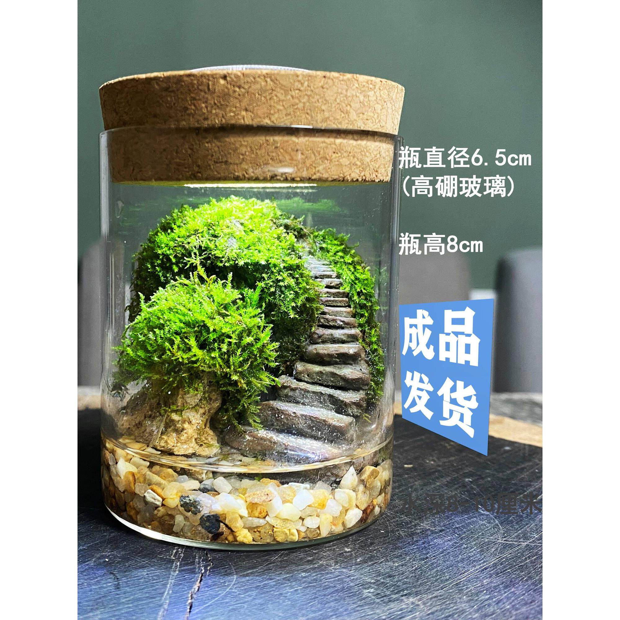 闷养生态瓶苔藓迷你玻璃瓶辣椒蟹爬虫饲养微景观阶梯造景成品发货