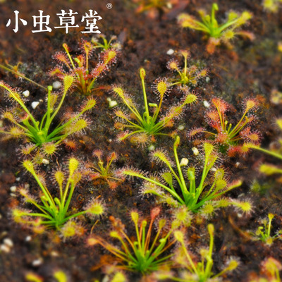长柄茅膏菜D.intermedia毛毡苔食虫植物盆栽小虫草堂食虫草捕蝇草
