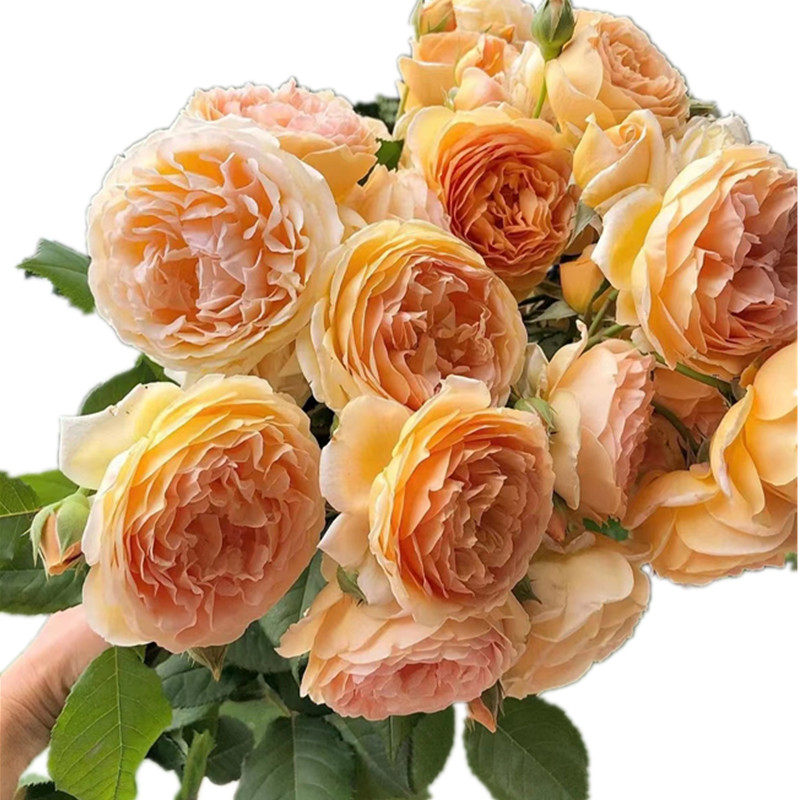 玛格丽特王妃藤本月季大苗欧月蔷薇花苗阳台庭院爬藤植物多季开花,鲜花速递/花卉仿真/绿植园艺,月季/蔷薇/玫瑰,淘宝优惠券,粉丝福利购,淘宝优惠卷