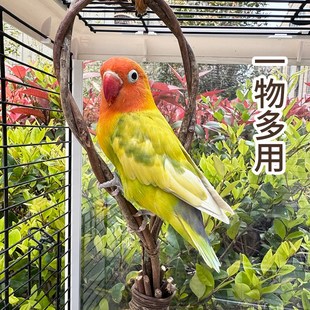 天然鸟巢鸟窝藤编手工草编鹦鹉窝悬挂装饰鸟笼挂件牡丹窝造景用品