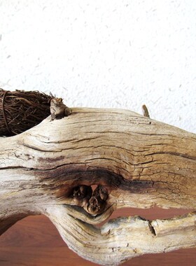 千年胡杨老树古树随形风化枯木根艺摆件家居软装禅意创意高档送礼