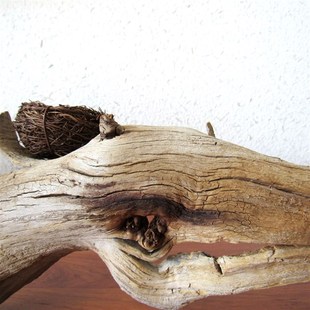 千年胡杨老树古树随形风化枯木根艺摆件家居软装禅意创意高档送礼