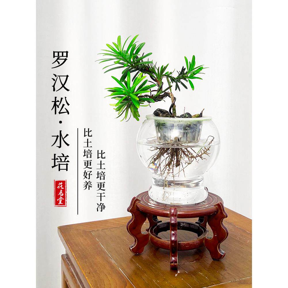 水培瓜子黄杨盆景室内造型树桌面老桩盆栽水养植物四季常青罗汉松